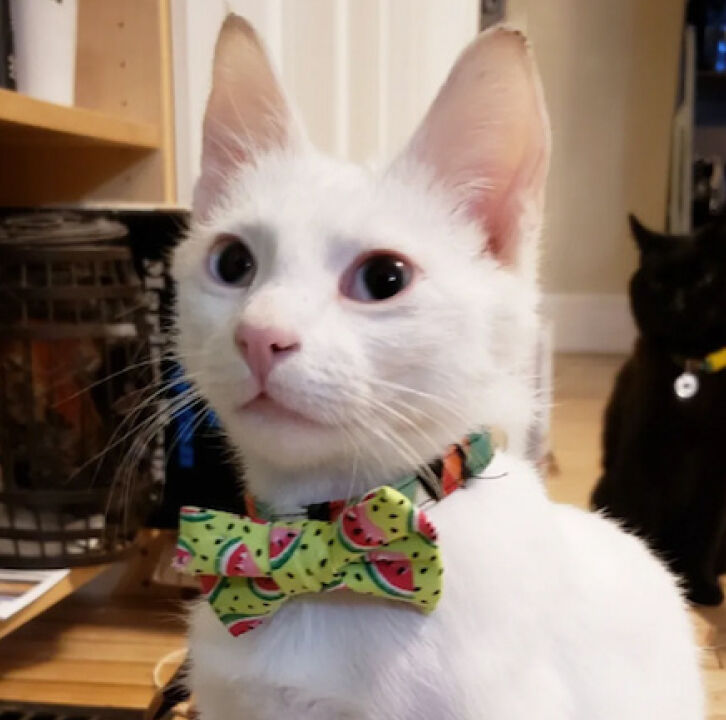 TacoCat8